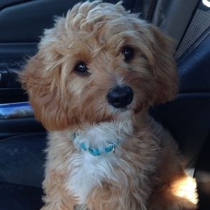 Meet your Posher, Maggie